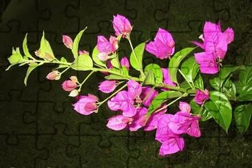 GALHO jigsaw puzzle