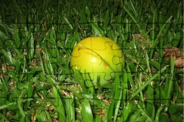 FRUTA