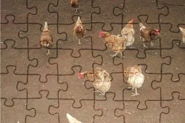 GALINHAS jigsaw puzzle
