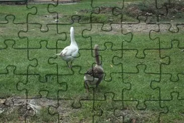 patos jigsaw puzzle