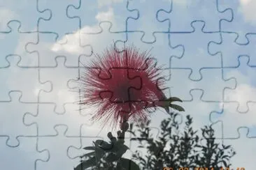 Flor del Carbonero jigsaw puzzle