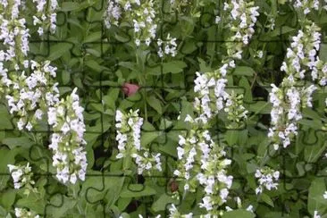 MARSU jigsaw puzzle