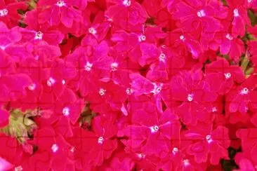MARSU jigsaw puzzle