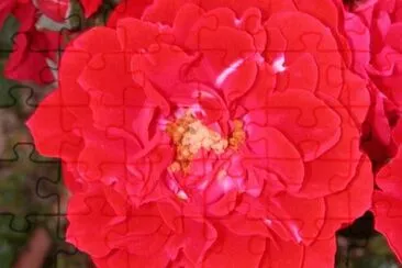 MARSU jigsaw puzzle