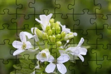 MARSU jigsaw puzzle