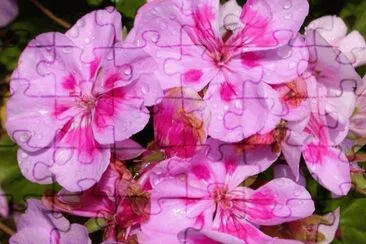 MARSU jigsaw puzzle