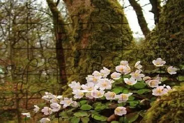 natureza jigsaw puzzle
