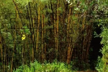 MARSU jigsaw puzzle