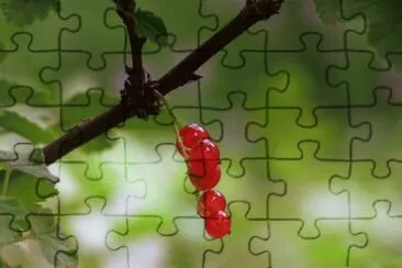 marsu jigsaw puzzle