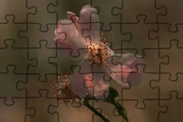 MARSU jigsaw puzzle