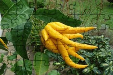 MARSU jigsaw puzzle