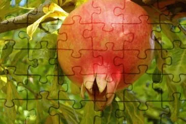 MARSU jigsaw puzzle