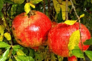 MARSU jigsaw puzzle