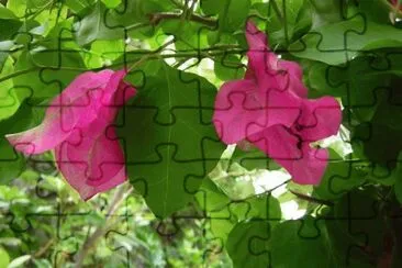 MARSU jigsaw puzzle