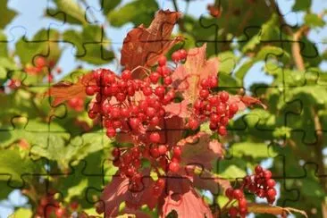 MARSU jigsaw puzzle