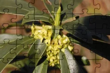 MARSU jigsaw puzzle