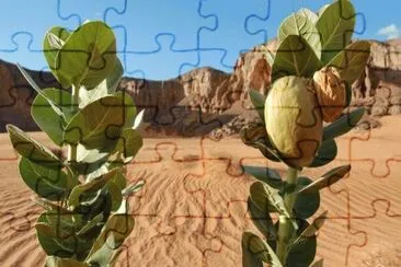 MARSU jigsaw puzzle