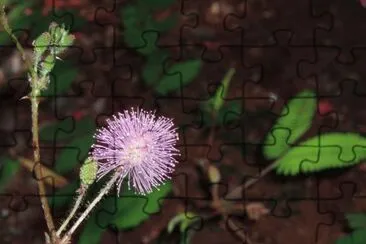 MARSU jigsaw puzzle