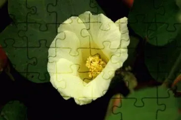MARSU jigsaw puzzle