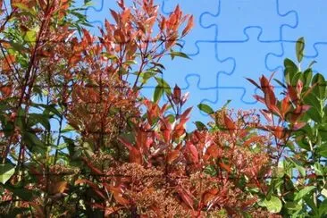 MARSU jigsaw puzzle