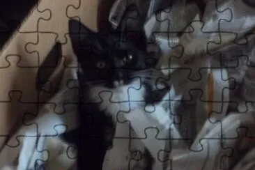 My cat