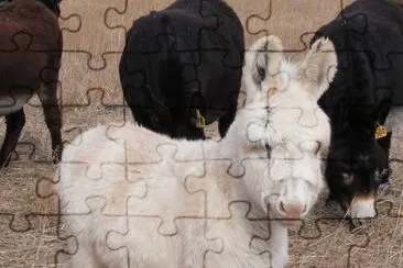 MARSU jigsaw puzzle