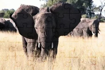 MARSU jigsaw puzzle