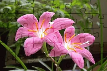 Flower jigsaw puzzle