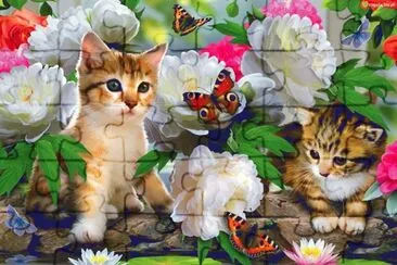 animais