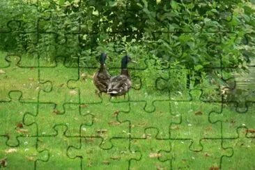 MARSU jigsaw puzzle