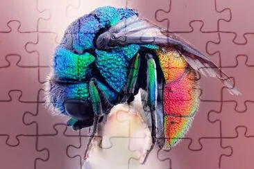 Macro Picture jigsaw puzzle
