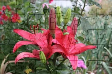 19 fevereiro jigsaw puzzle