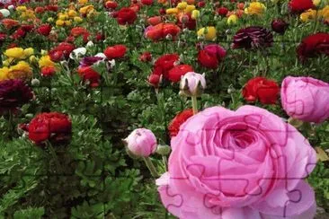 flores jigsaw puzzle