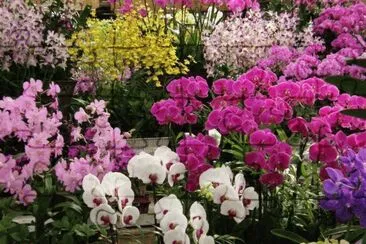 orquideas jigsaw puzzle