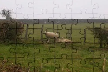 MARSU jigsaw puzzle