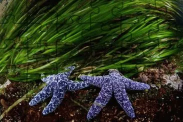 Estrela do Mar