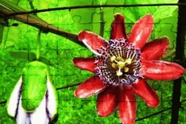 Flor de MaracujÃ¡ 1 jigsaw puzzle