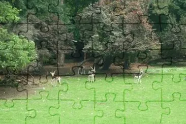MARSU jigsaw puzzle