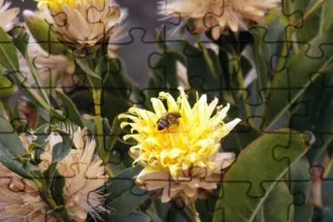 Abeja en Flor - Salta jigsaw puzzle