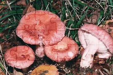 Lactarius torminosus