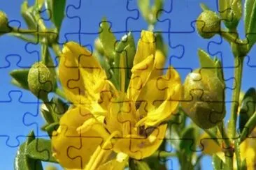 Jarilla - Larrea Tridentata jigsaw puzzle