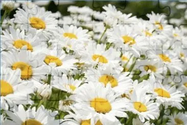 Margarita mediana (Bellis sylvestris)