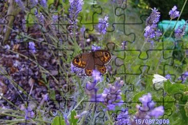 papillon des Vosges jigsaw puzzle