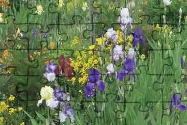 MARSU jigsaw puzzle