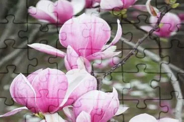 Magnolia en flor jigsaw puzzle