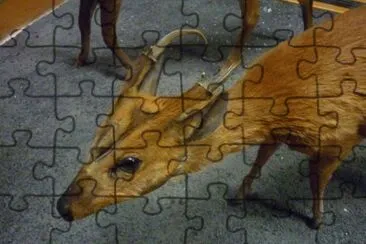 MARSU jigsaw puzzle