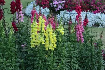 Botanical Garden Brisbane jigsaw puzzle