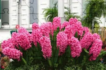 Flores Rosas jigsaw puzzle