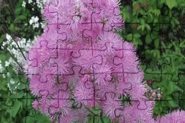 MARSU jigsaw puzzle