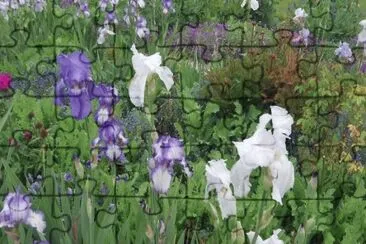 MARSU jigsaw puzzle